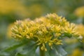 Aizoon Stonecrop Sedum aizoon, yellow inflorescence Royalty Free Stock Photo